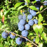 2209G 020 Groemitz Ostsee